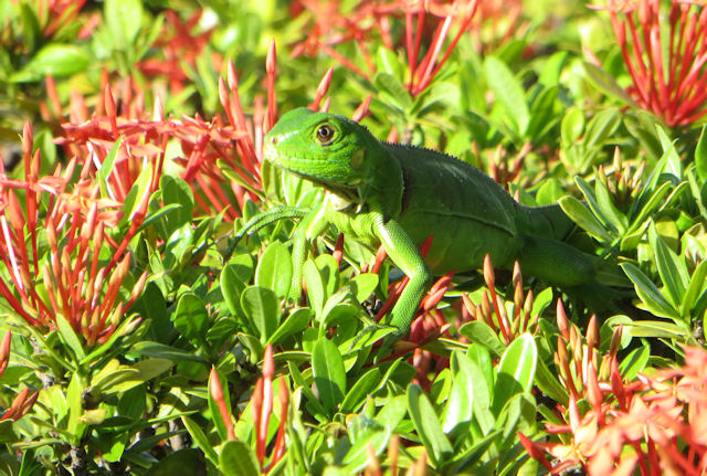Aruba
