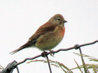 Carduelis cannabina