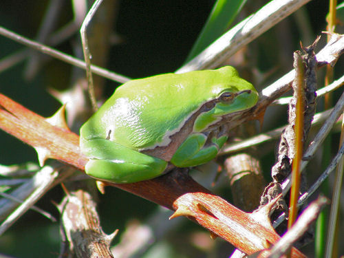 Europäischer Laubfrosch Hyla arborea