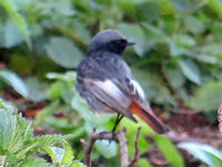 Phoenicurus ochruros