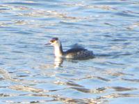 Podiceps cristatus