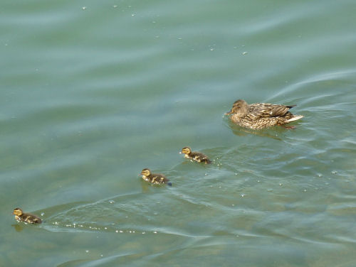 Anas platyrhynchos