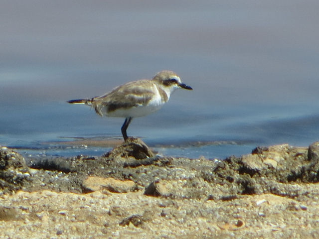 Charadrius dubius