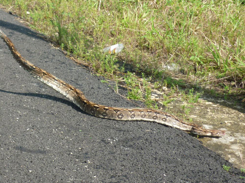 Boa constrictor