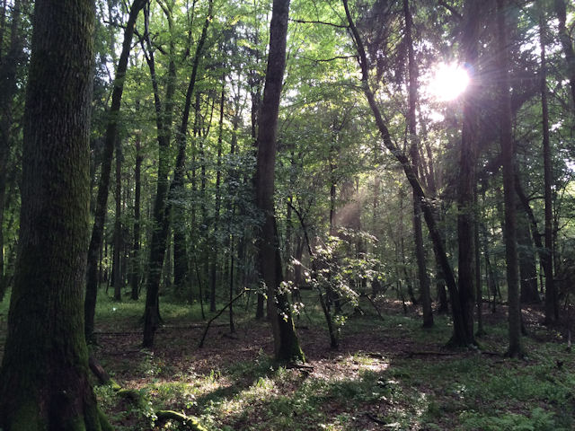 Bialowieza Nationalpark