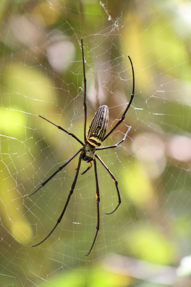 Nephila pilipes