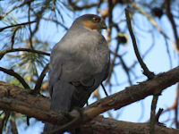 Accipiter nisus