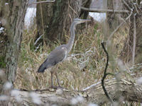 Ardea cinerea