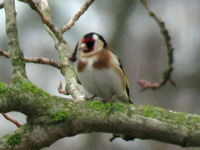 Carduelis carduelis