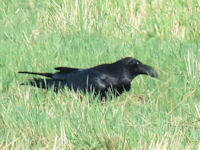 Corvus corax