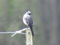 Motacilla alba