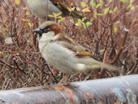 Passer domesticus