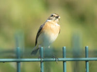 Saxicola rubetra