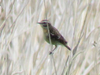 Saxicola rubetra