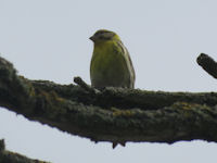 Serinus serinus