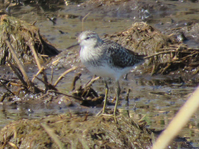 Tringa glareola