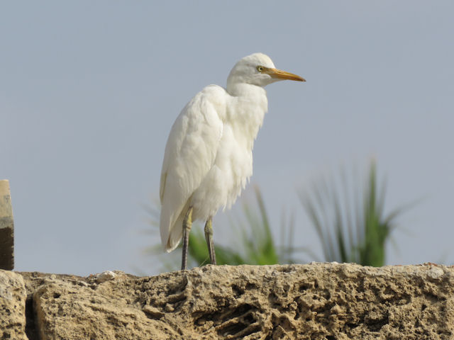 Kuhreiher Bubulcus ibis
