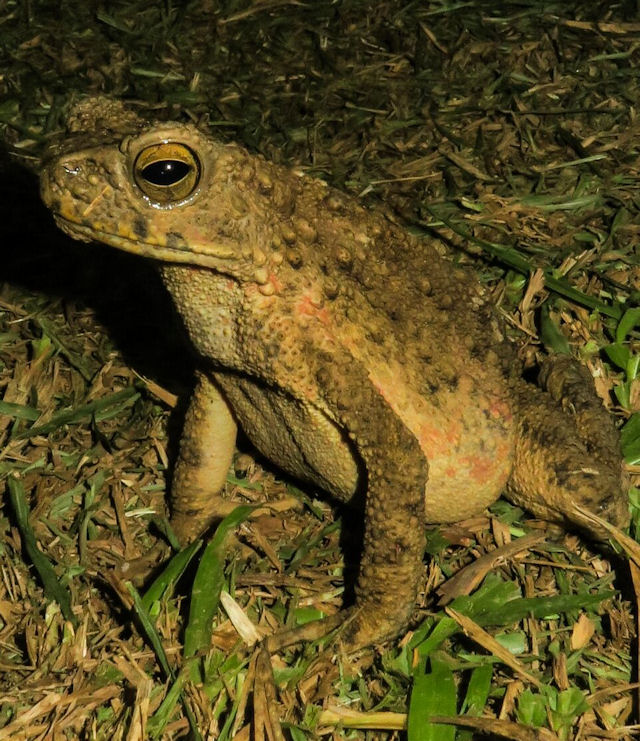 Phrynoidis asper